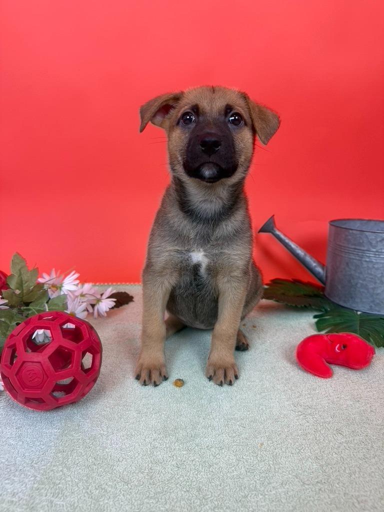 Enlarge Beefsteak, a Adoptable mixed breed in Phoenix, AZ image 3/3