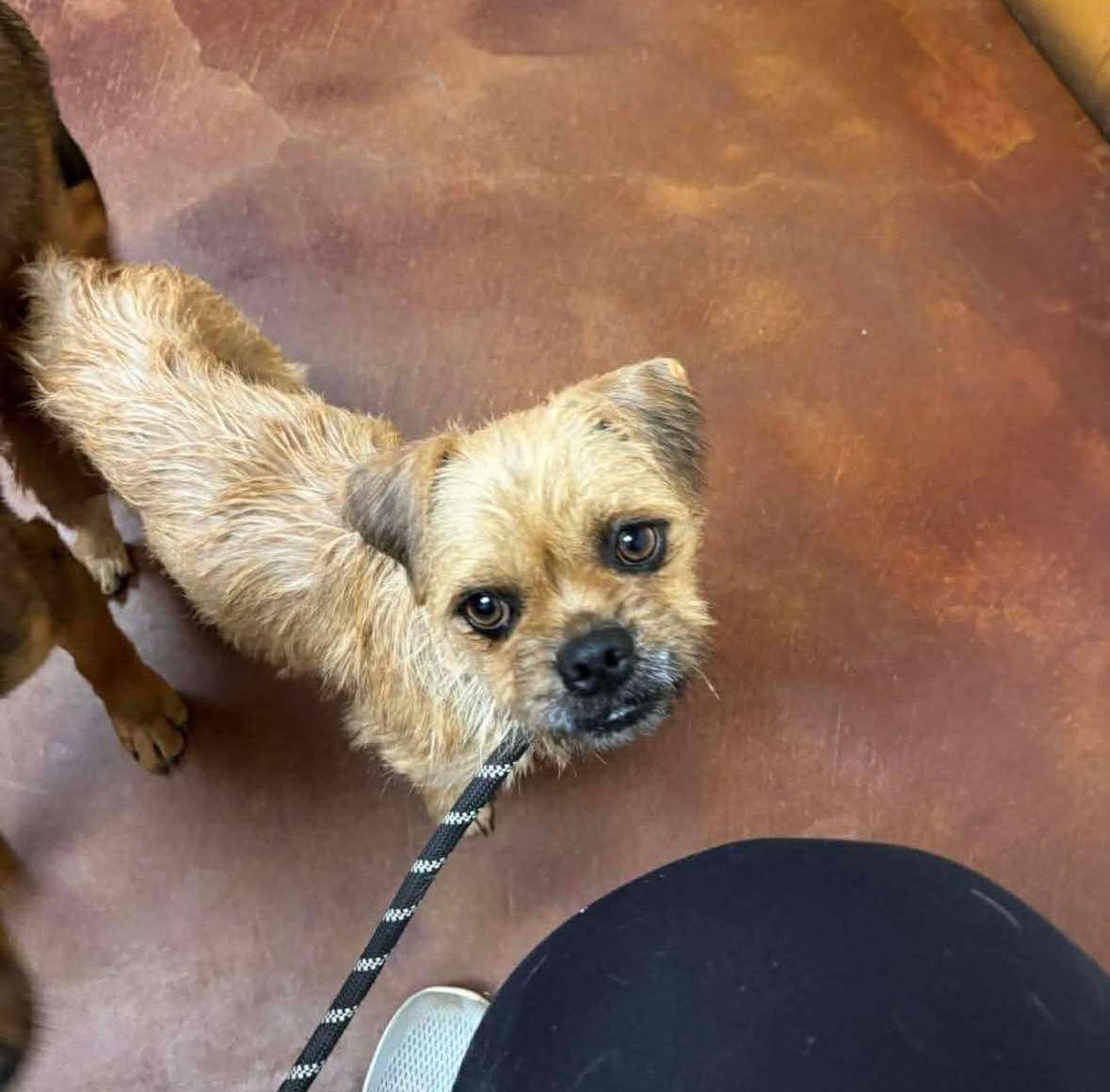 Enlarge Amber, a ADOPTABLE mixed breed in Uxbridge, MA image 1/1