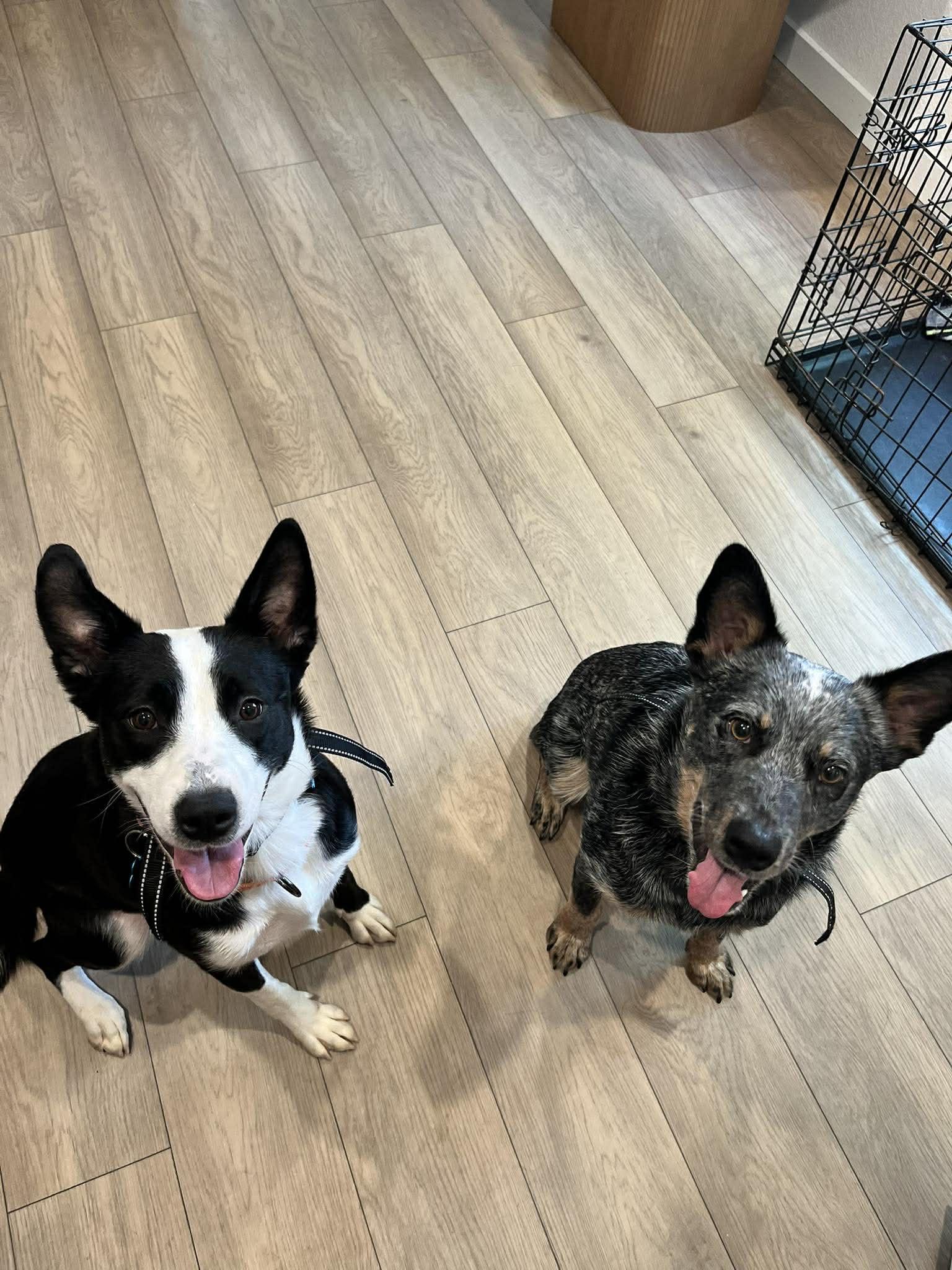 Enlarge Luna, a ADOPTABLE Border Collie in Fort Worth, TX image 4/6