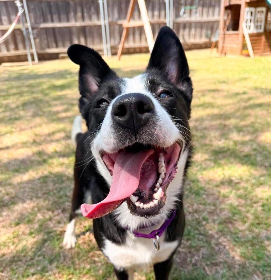 Enlarge Luna, a ADOPTABLE Border Collie in Fort Worth, TX image 2/6