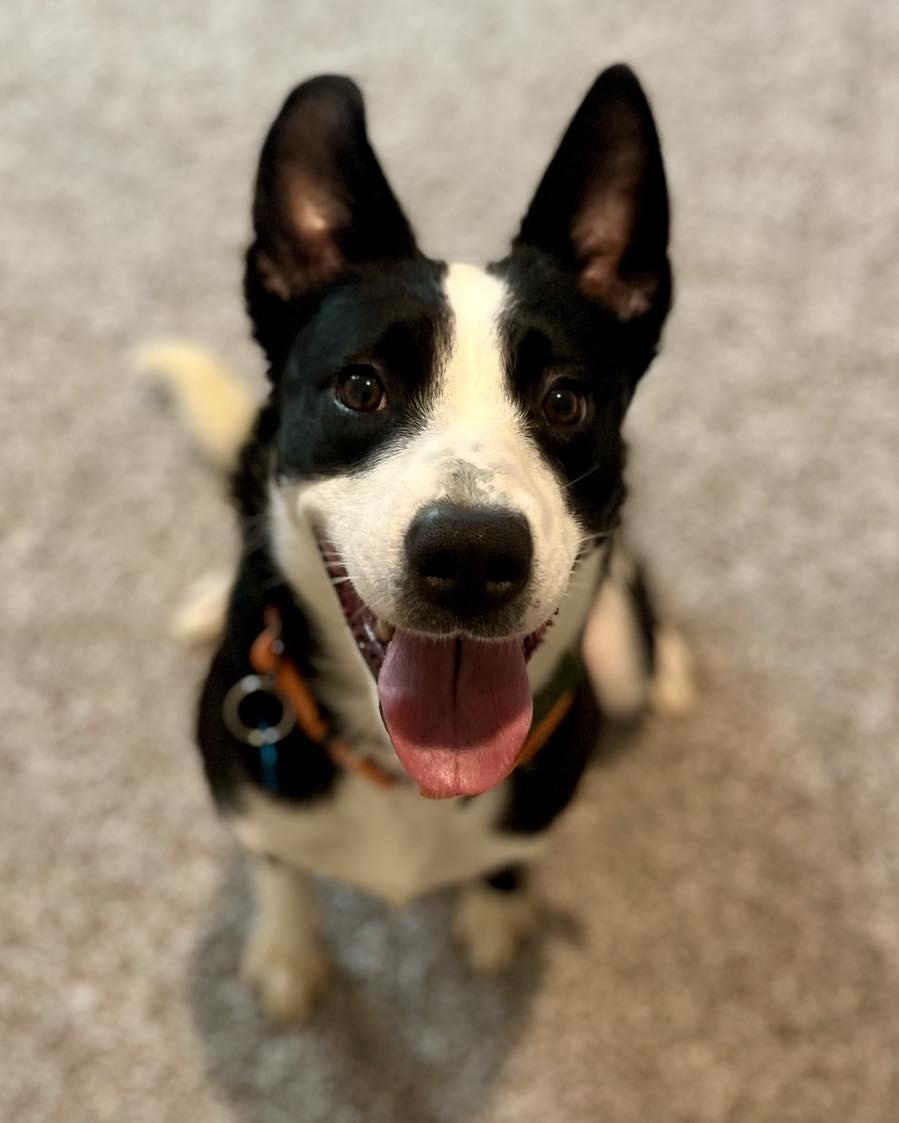 Enlarge Luna, a ADOPTABLE Border Collie in Fort Worth, TX image 6/6