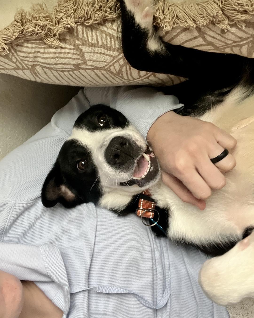 Enlarge Luna, a ADOPTABLE Border Collie in Fort Worth, TX image 5/6