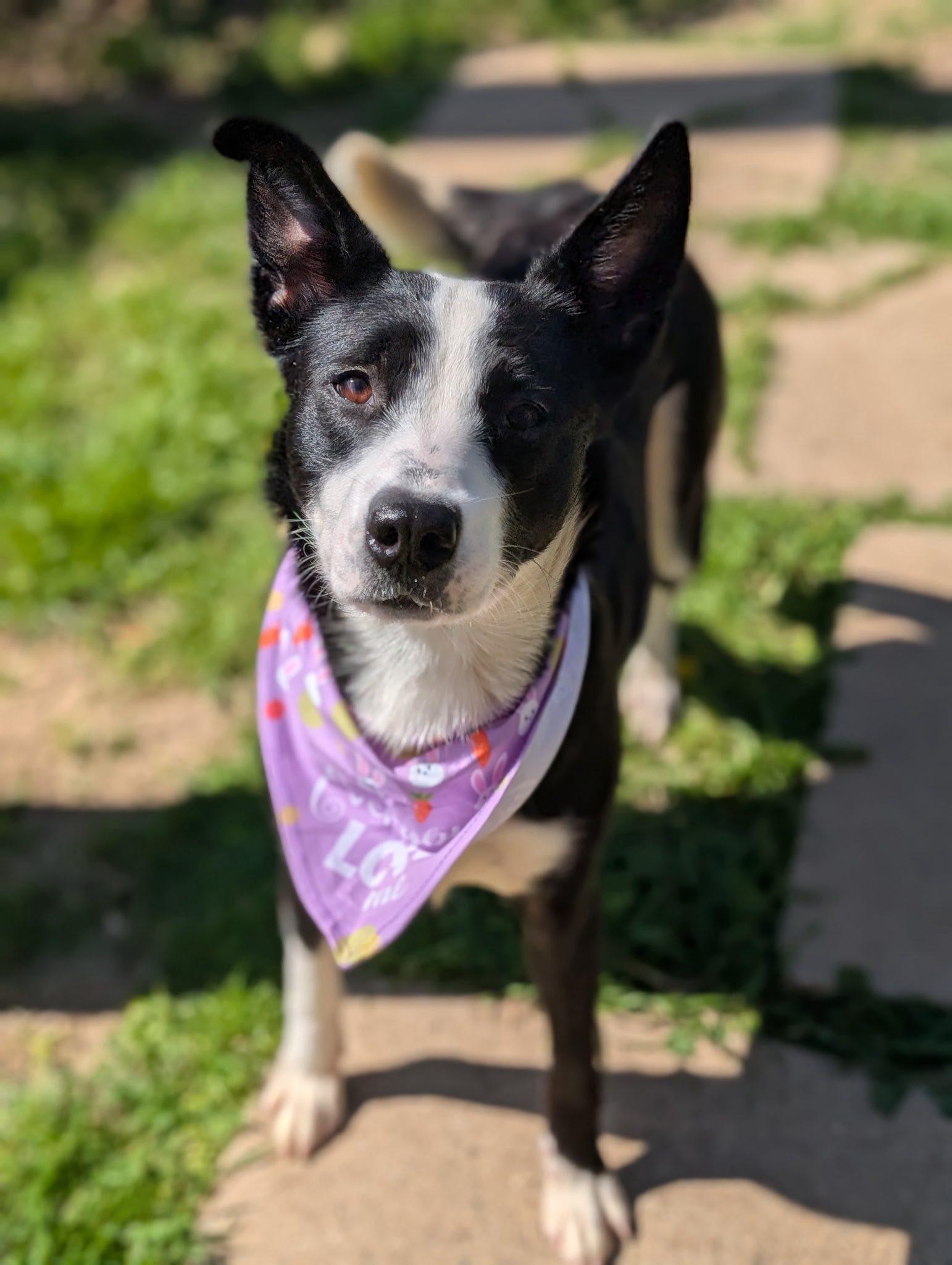 Luna, ADOPTABLE, Adult Female Border Collie.