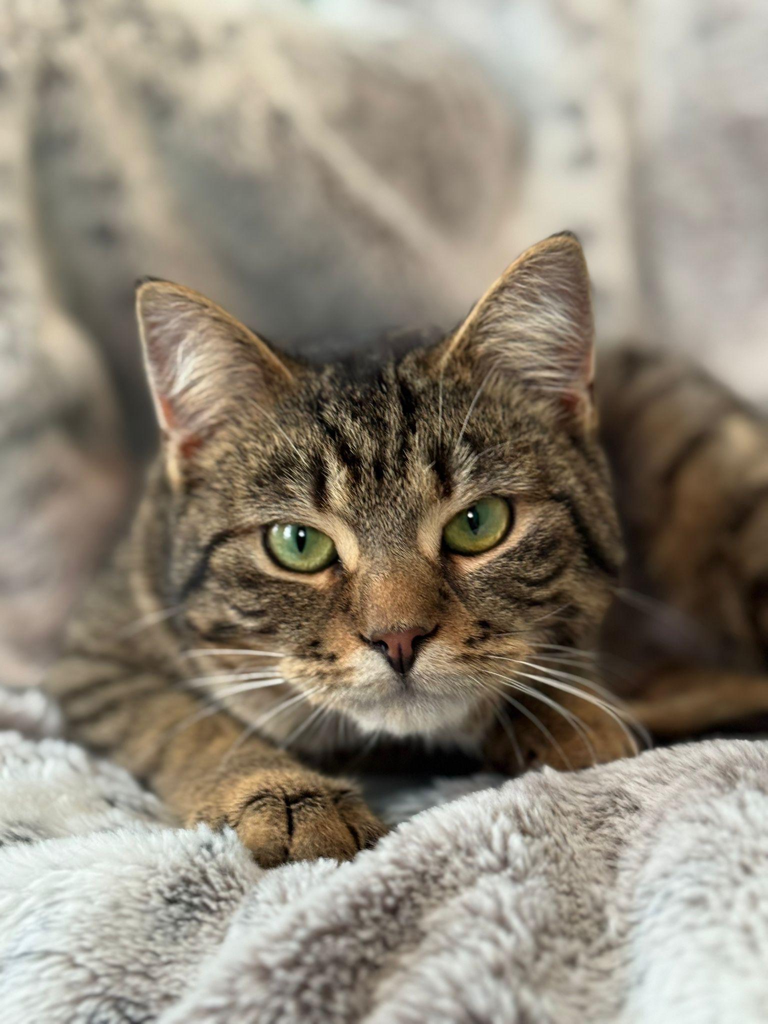 Enlarge Pebbles, a ADOPTABLE mixed breed in Newmarket, ON image 6/6