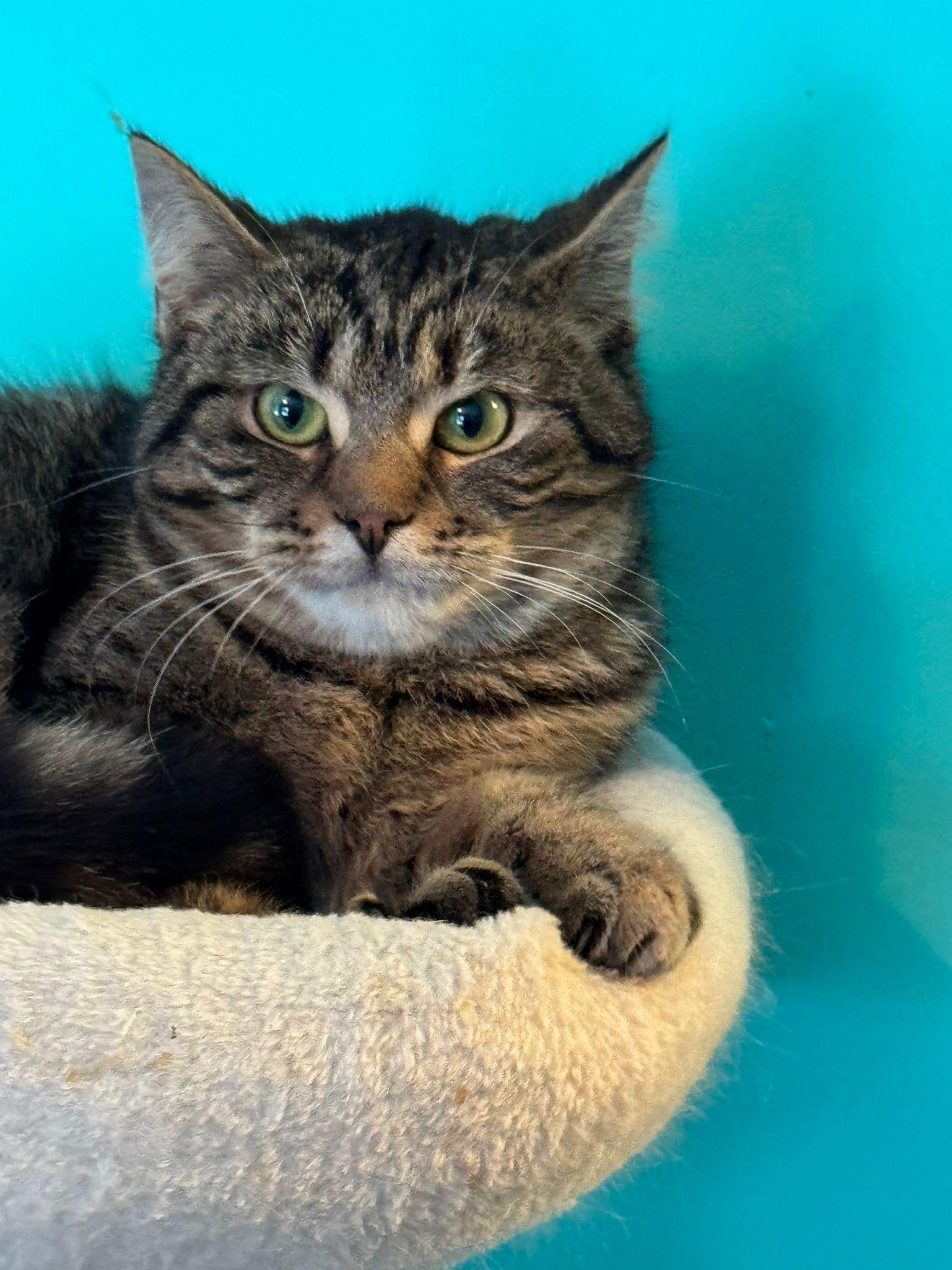 Enlarge Pebbles, a ADOPTABLE mixed breed in Newmarket, ON image 3/6