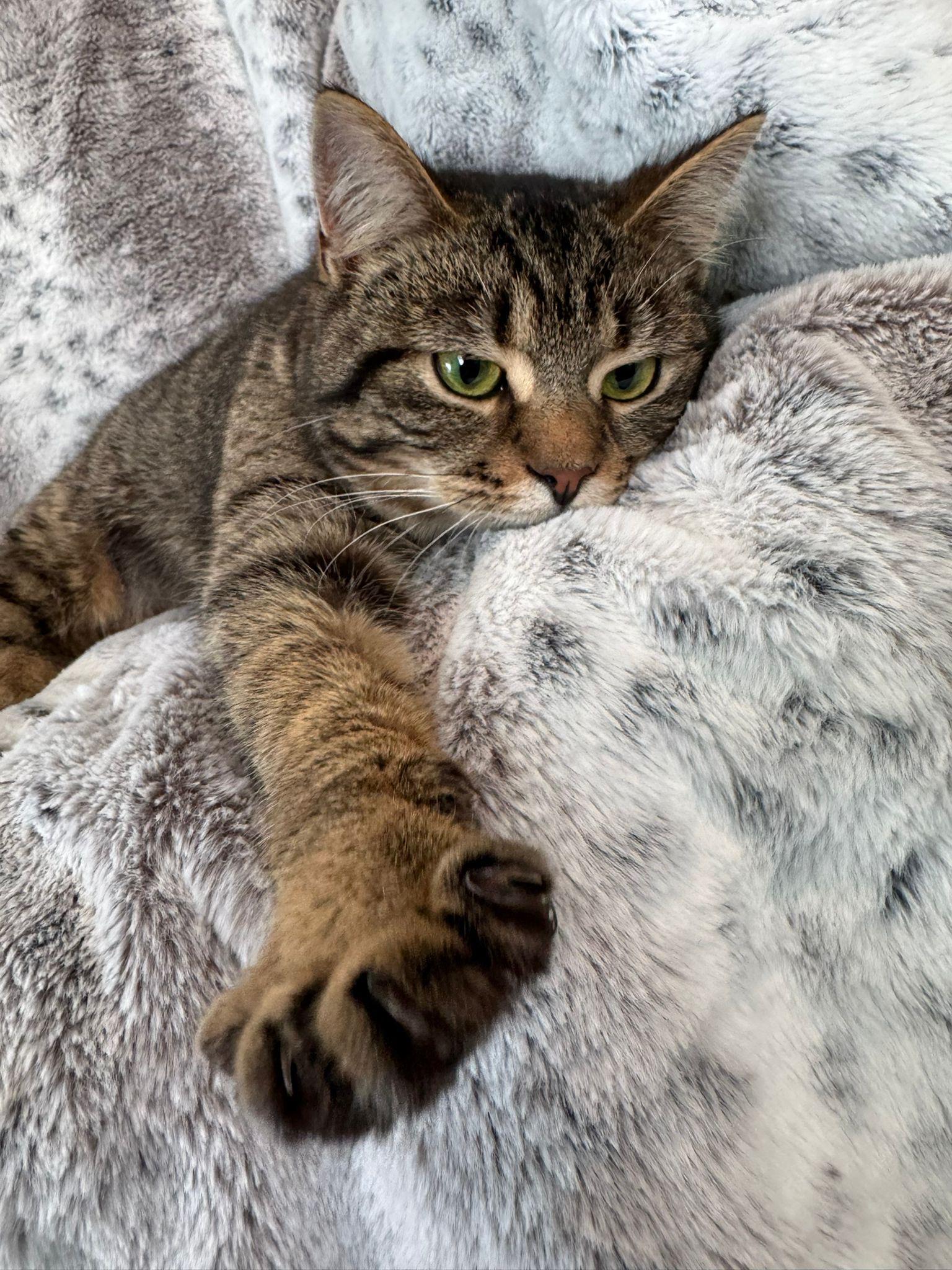 Enlarge Pebbles, a ADOPTABLE mixed breed in Newmarket, ON image 2/6