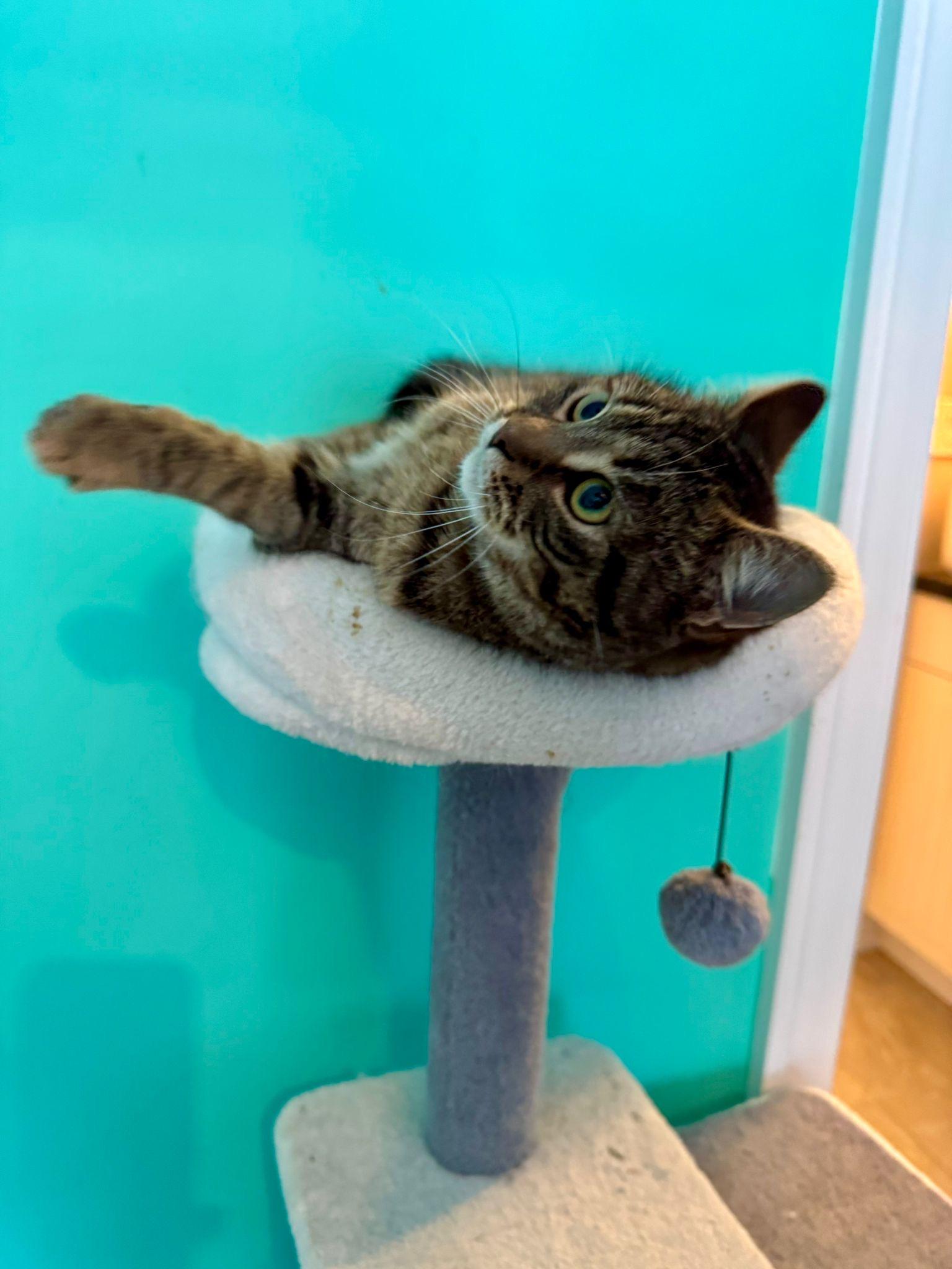 Enlarge Pebbles, a ADOPTABLE mixed breed in Newmarket, ON image 4/6