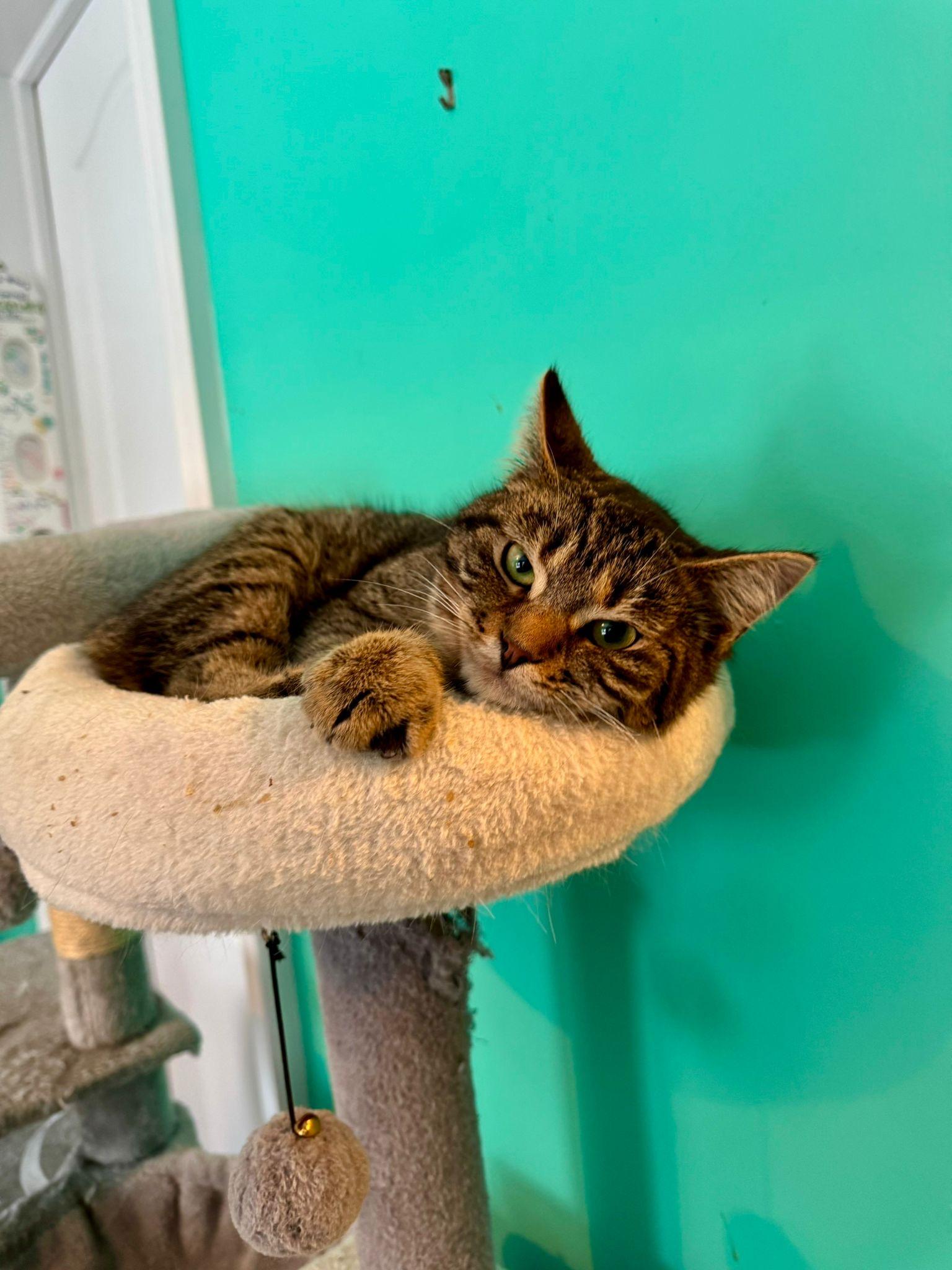 Enlarge Pebbles, a ADOPTABLE mixed breed in Newmarket, ON image 5/6