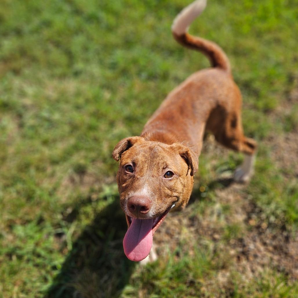 Enlarge Chewy, a Adoptable Shar-Pei in Jasper, IN image 3/4
