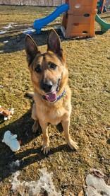 Enlarge Hunter, a ADOPTABLE German Shepherd Dog in Manitowoc, WI image 1/1