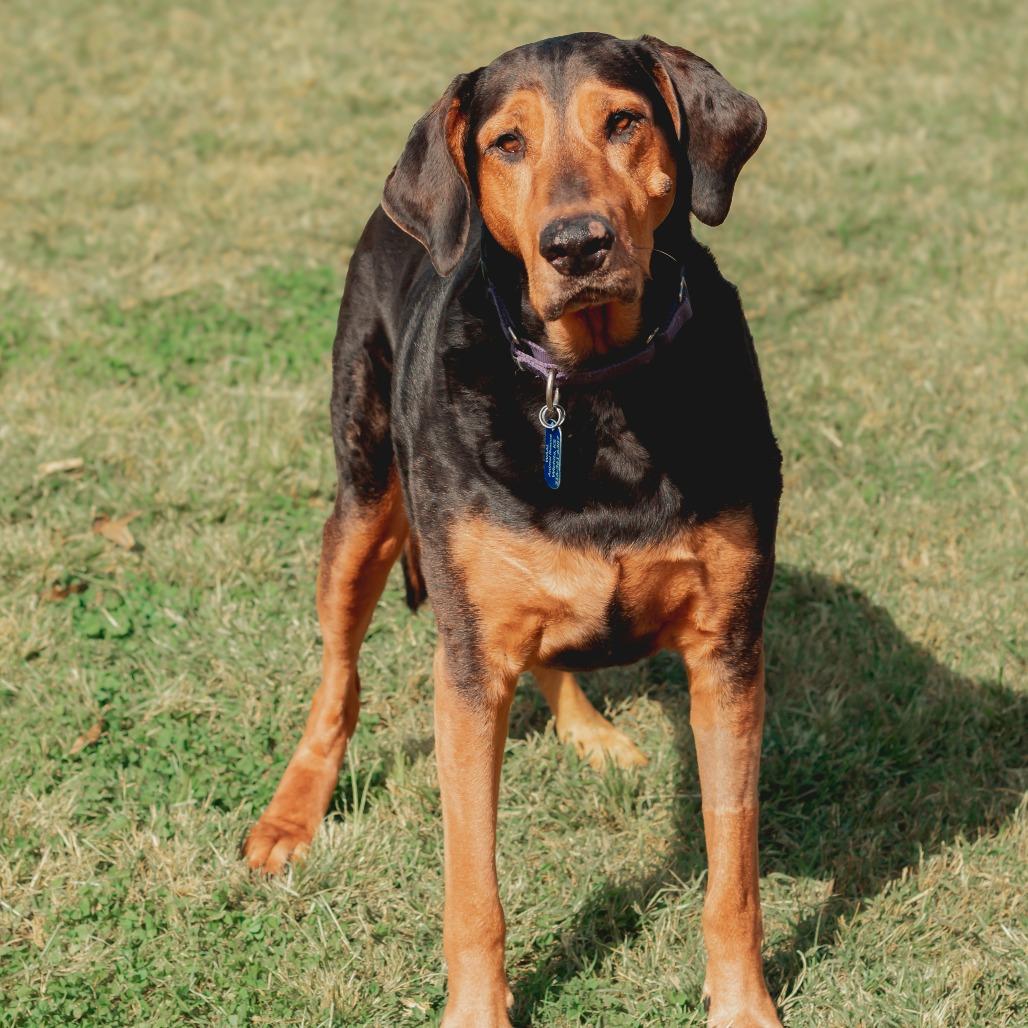Chomper, Adoptable, Senior Female Doberman Pinscher & Great Dane.