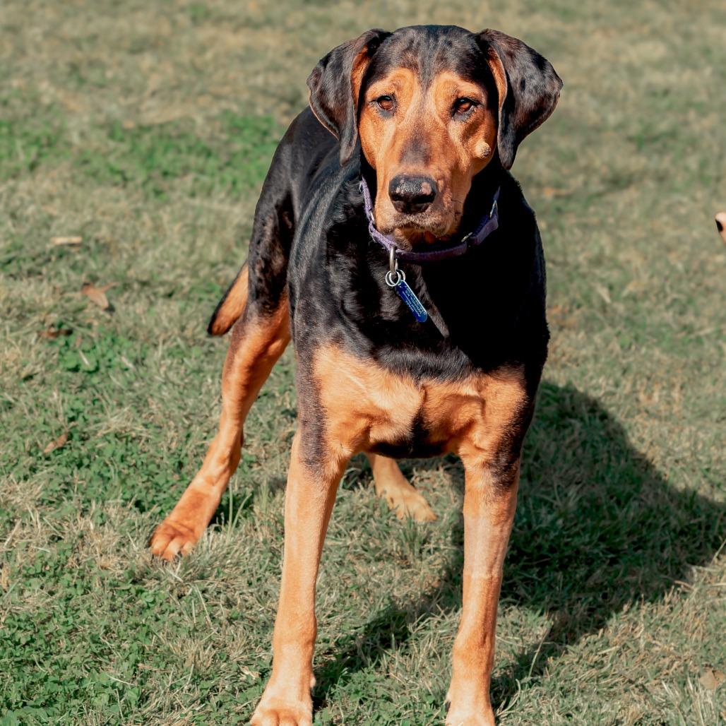 Enlarge Chomper, a Adoptable mixed breed in Wichita, KS image 6/6