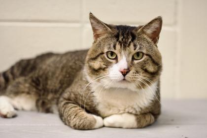 Enlarge Christopher, a Adoptable mixed breed in Woodbury, MN image 1/3