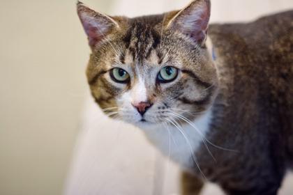 Enlarge Christopher, a Adoptable mixed breed in Woodbury, MN image 2/3