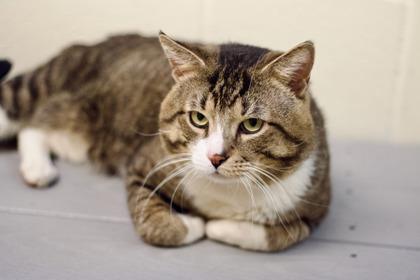 Enlarge Christopher, a Adoptable mixed breed in Woodbury, MN image 3/3