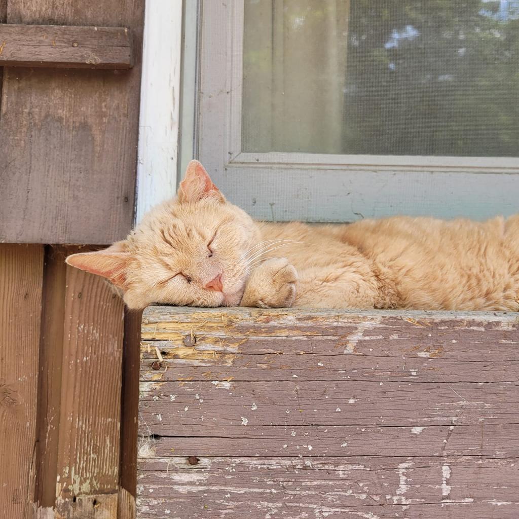 Buddy, Adoptable, Senior Male Domestic Short Hair.