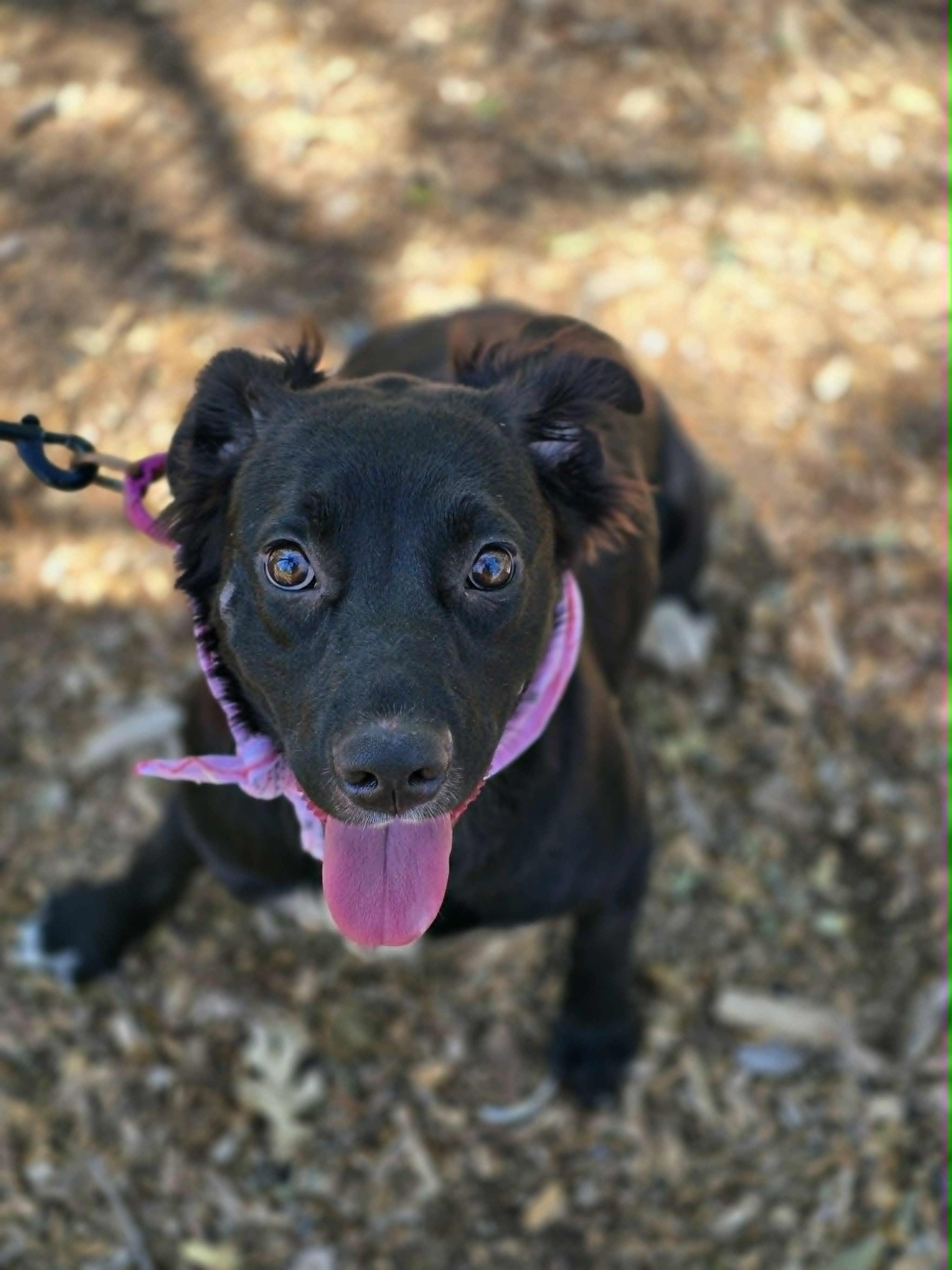 Enlarge Jigglypuff, a ADOPTABLE mixed breed in Grants Pass, OR image 3/3