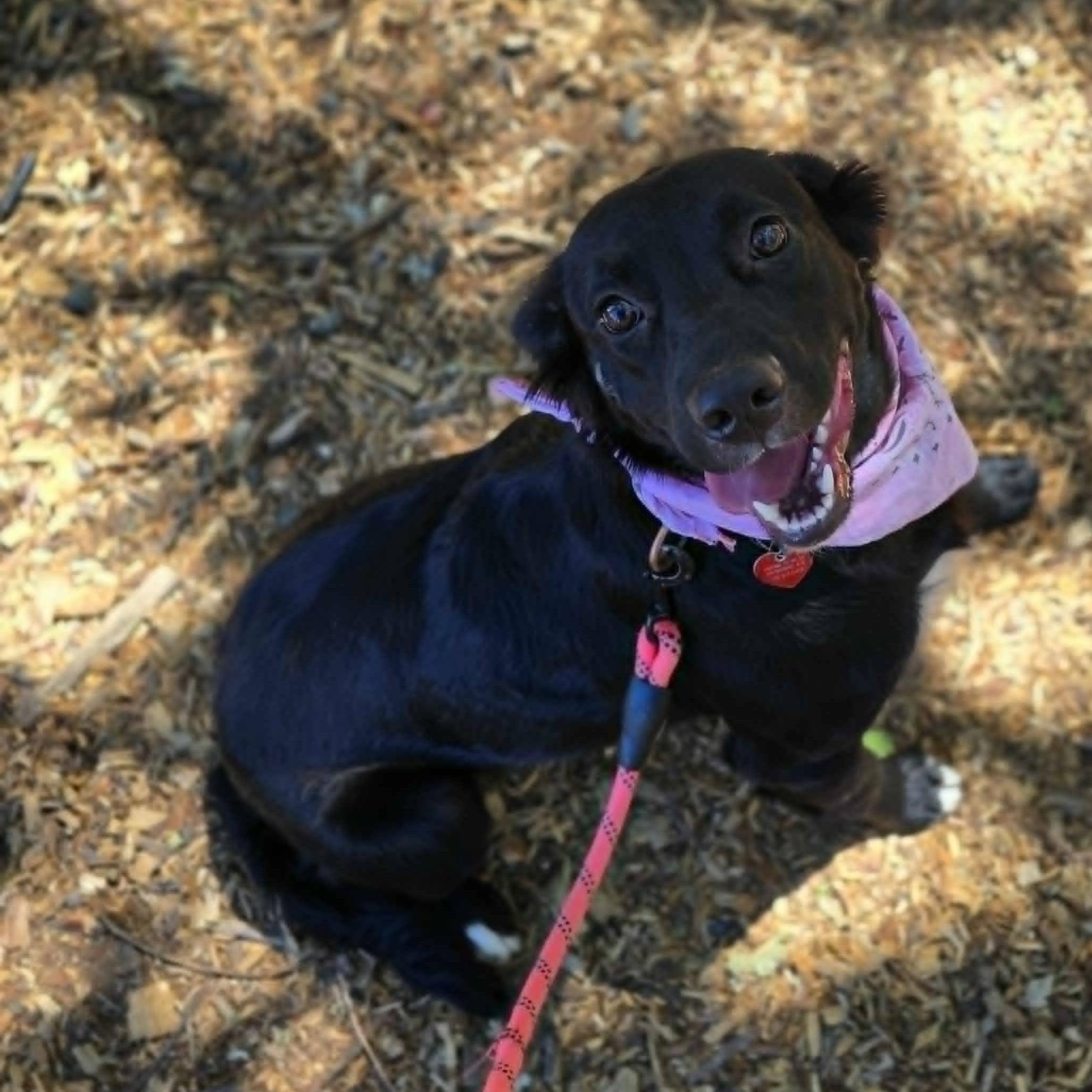 Enlarge Jigglypuff, a ADOPTABLE mixed breed in Grants Pass, OR image 1/3