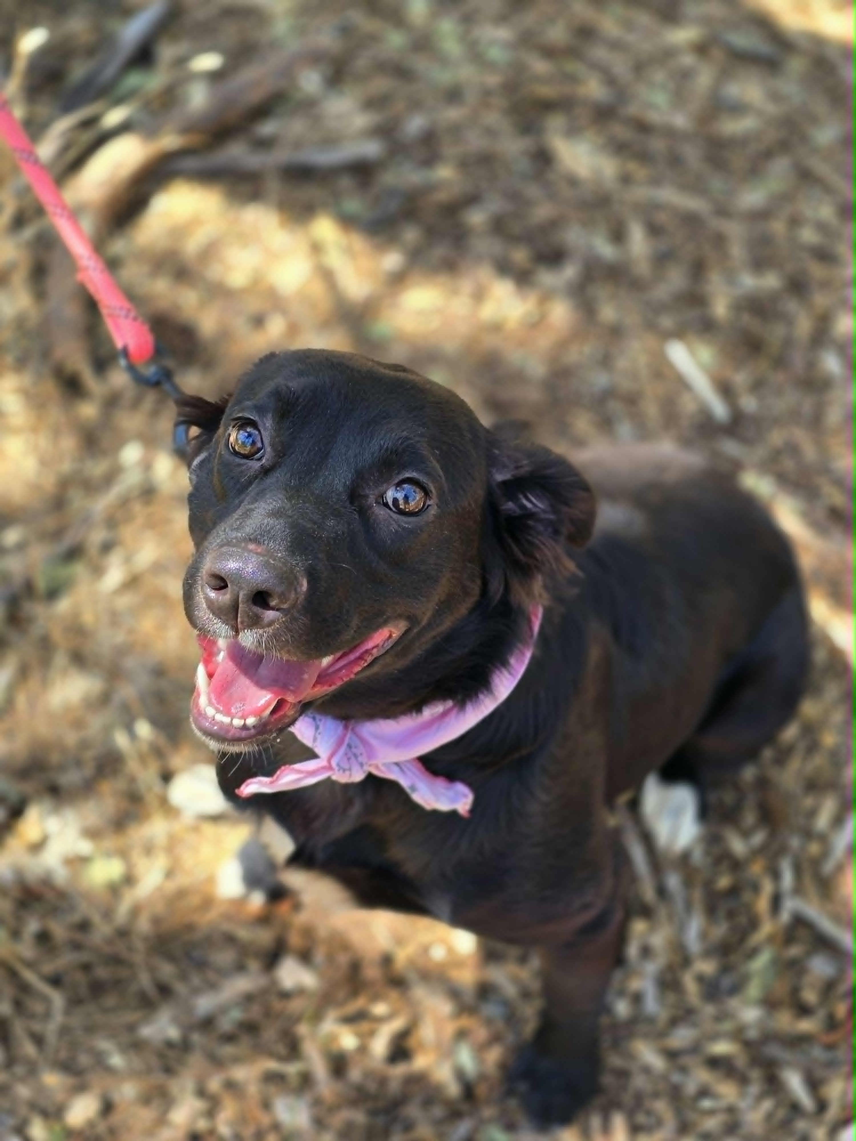 Enlarge Jigglypuff, a ADOPTABLE mixed breed in Grants Pass, OR image 2/3