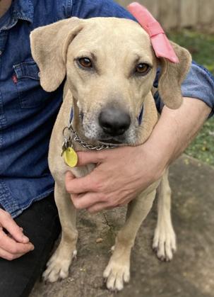 3 Legged Love Lolly, Adoptable, Adult Female Labrador Retriever & Hound.