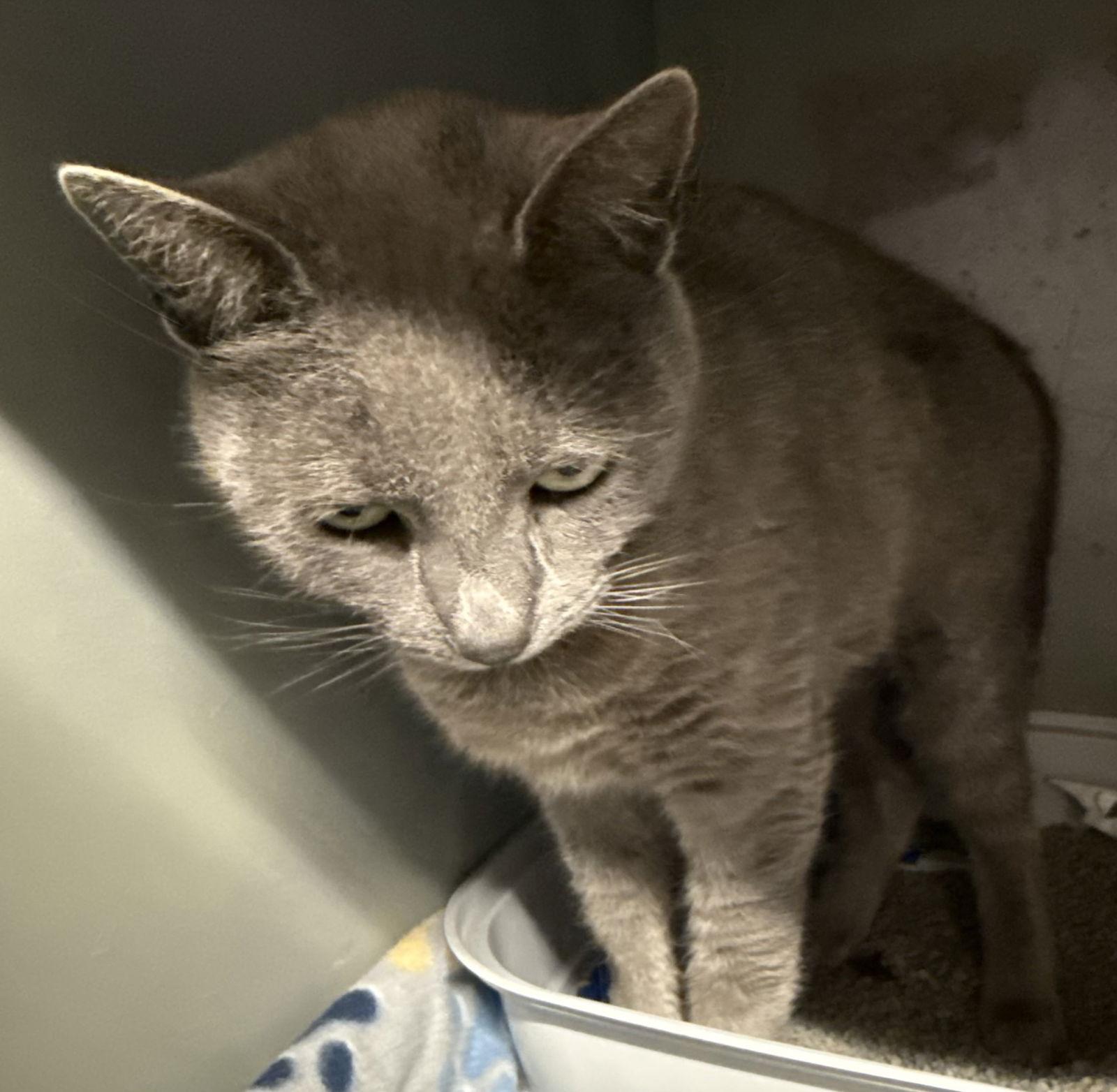 Hazel (BC), Adoptable, Adult Female Russian Blue & American Shorthair.