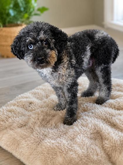 Beans, Adoptable, Adult Male Poodle.