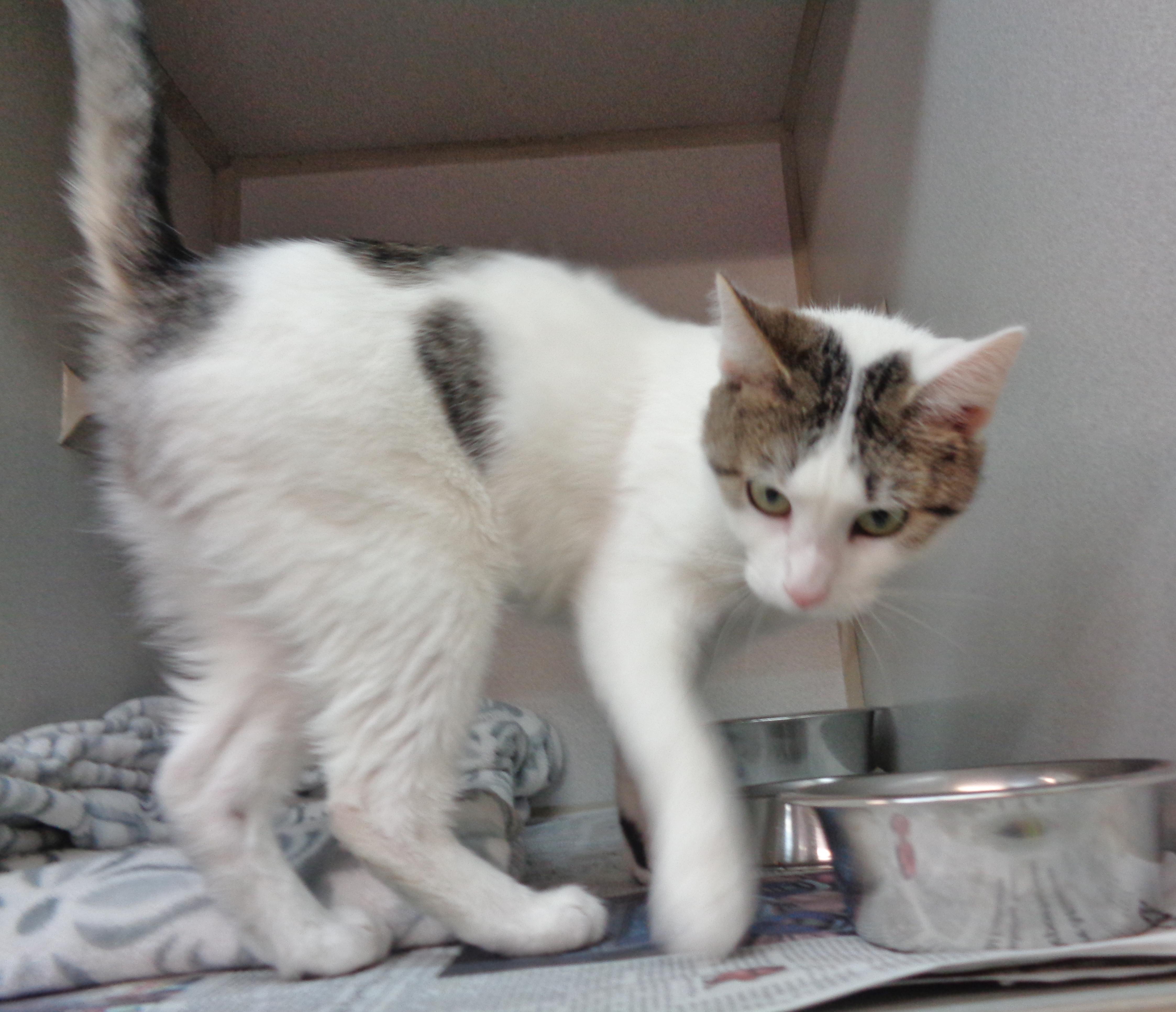 Enlarge IZZY, an adoptable Domestic Short Hair in Delhi, NY image 2/6