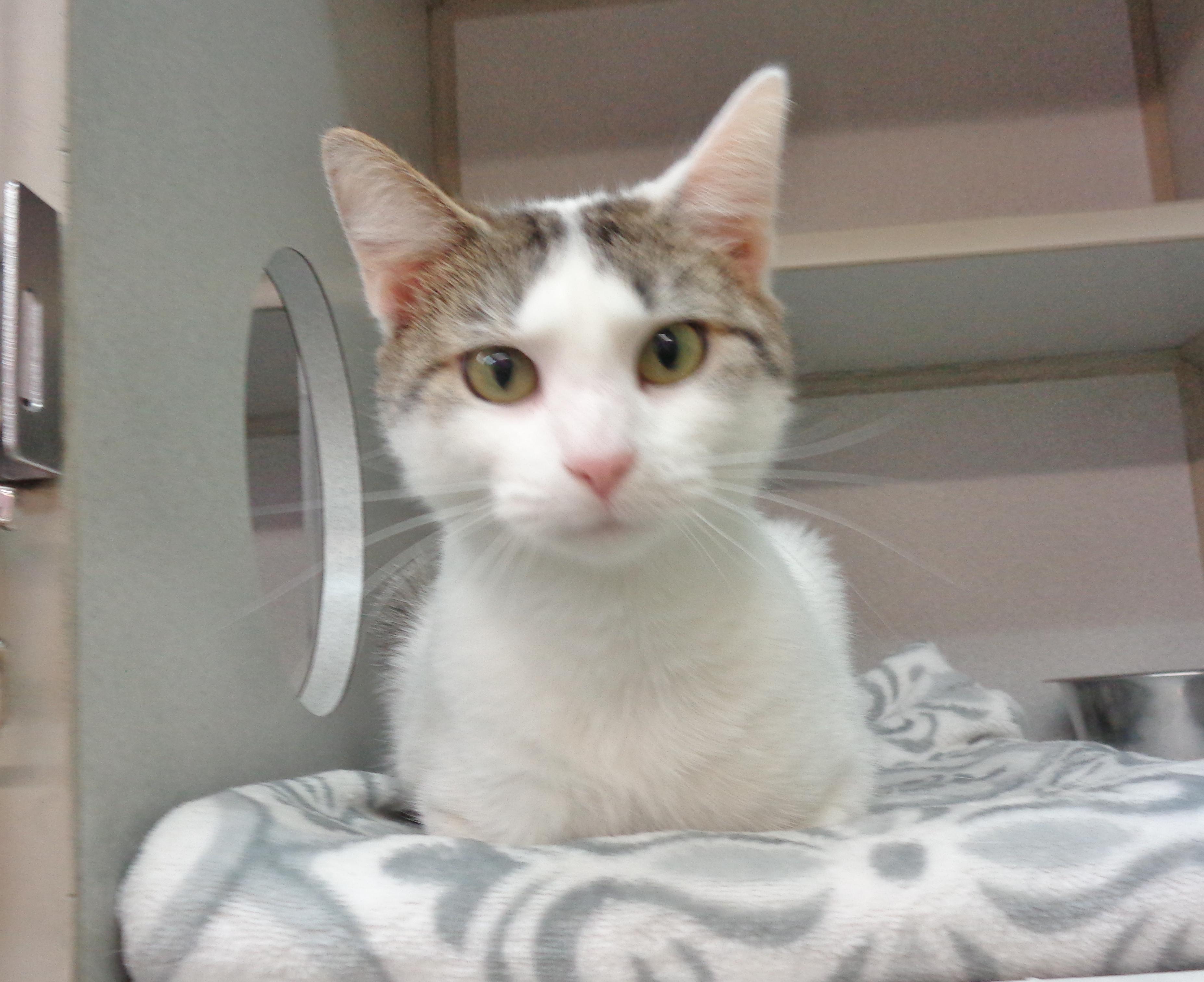 Enlarge IZZY, an adoptable Domestic Short Hair in Delhi, NY image 4/6