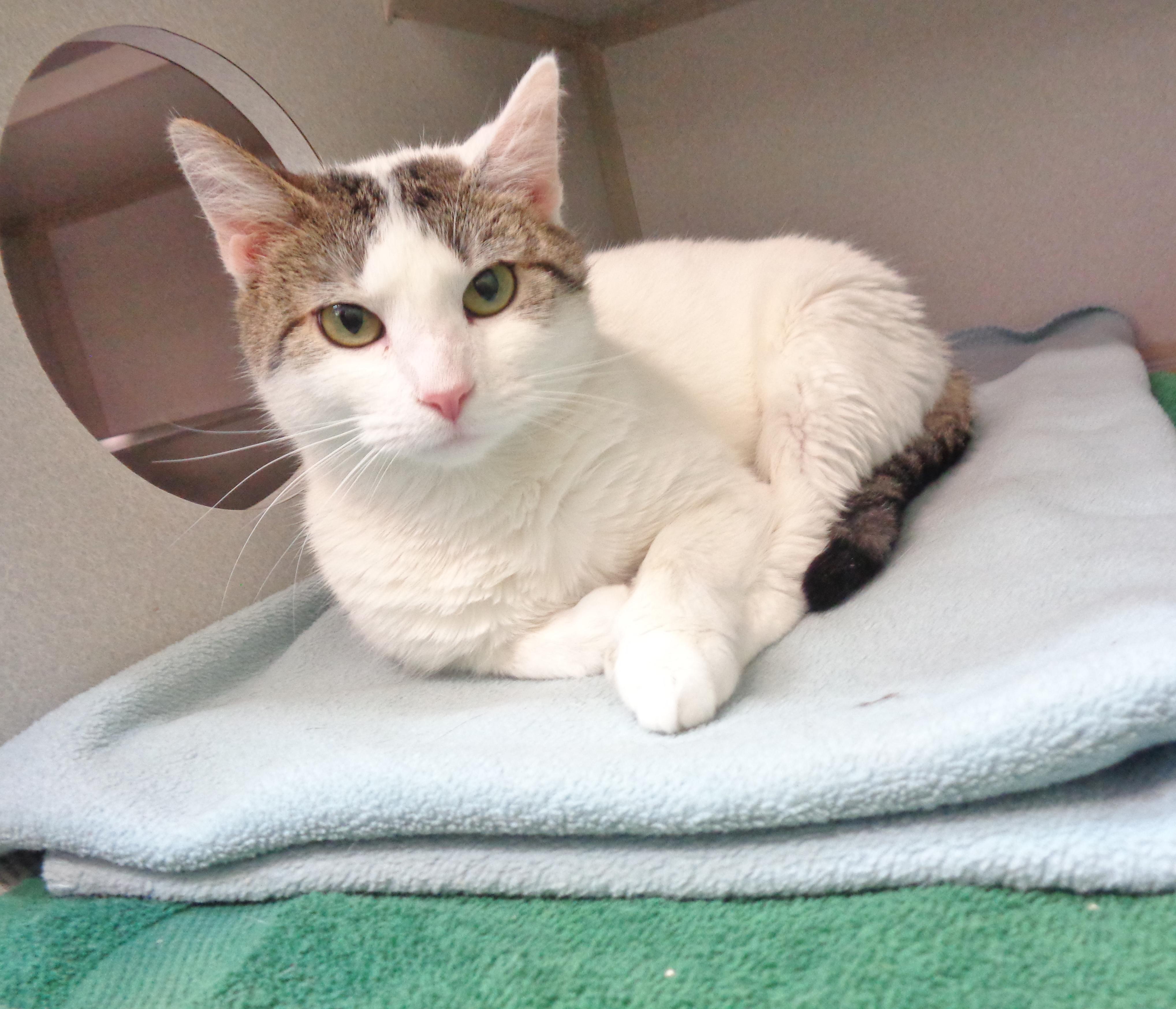 Enlarge IZZY, an adoptable Domestic Short Hair in Delhi, NY image 3/6