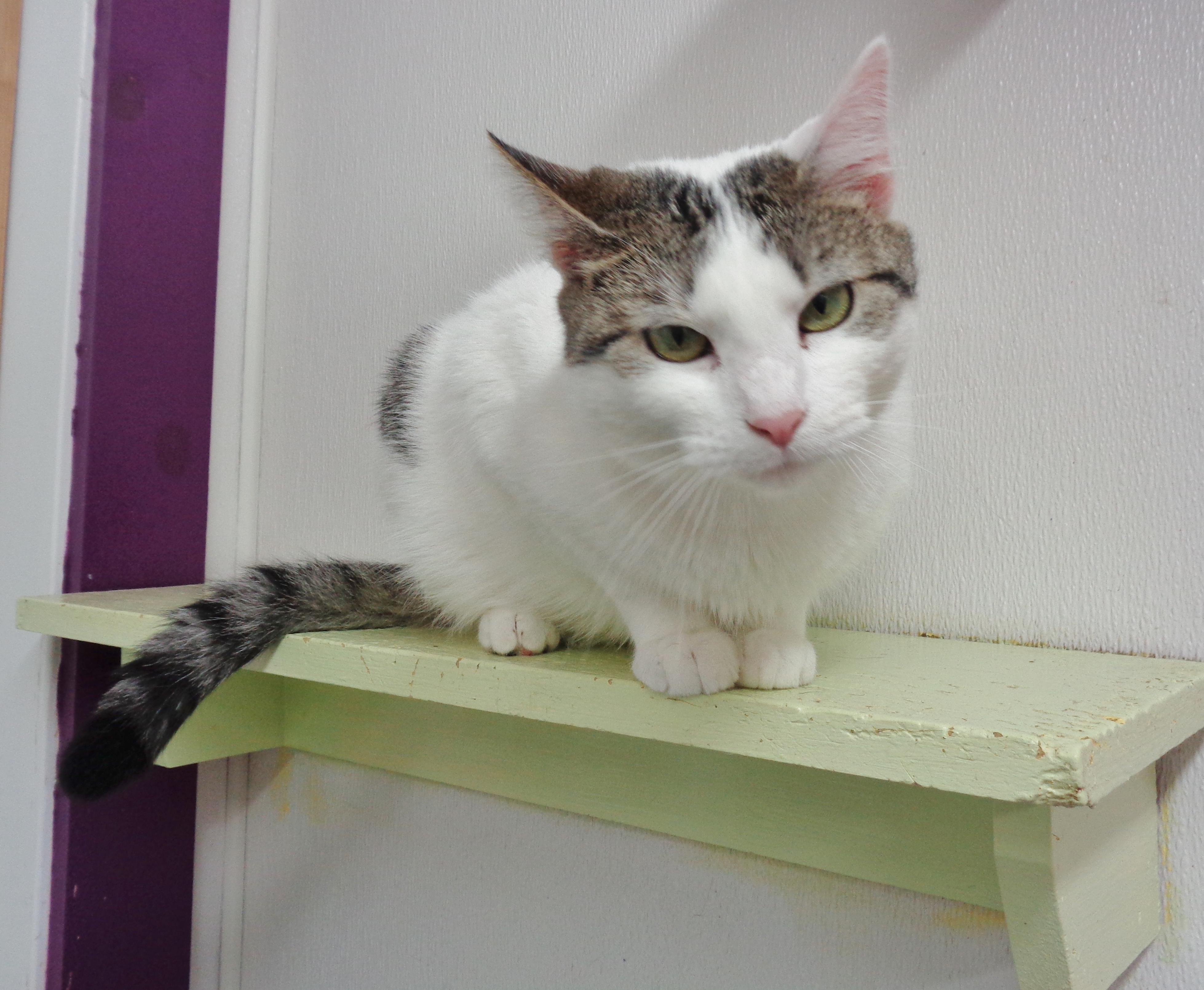 Enlarge IZZY, an adoptable Domestic Short Hair in Delhi, NY image 6/6