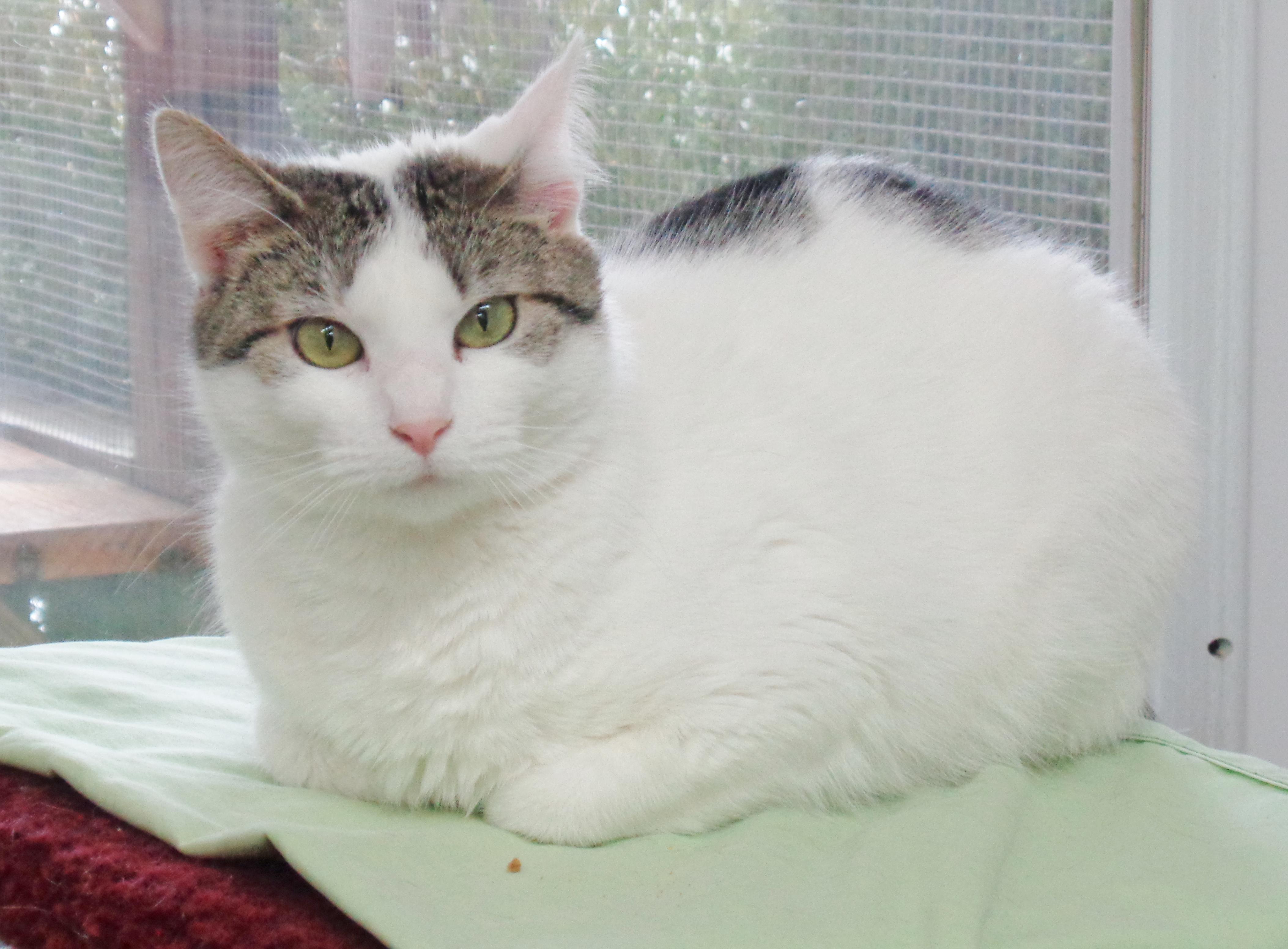 Enlarge IZZY, an adoptable Domestic Short Hair in Delhi, NY image 1/6