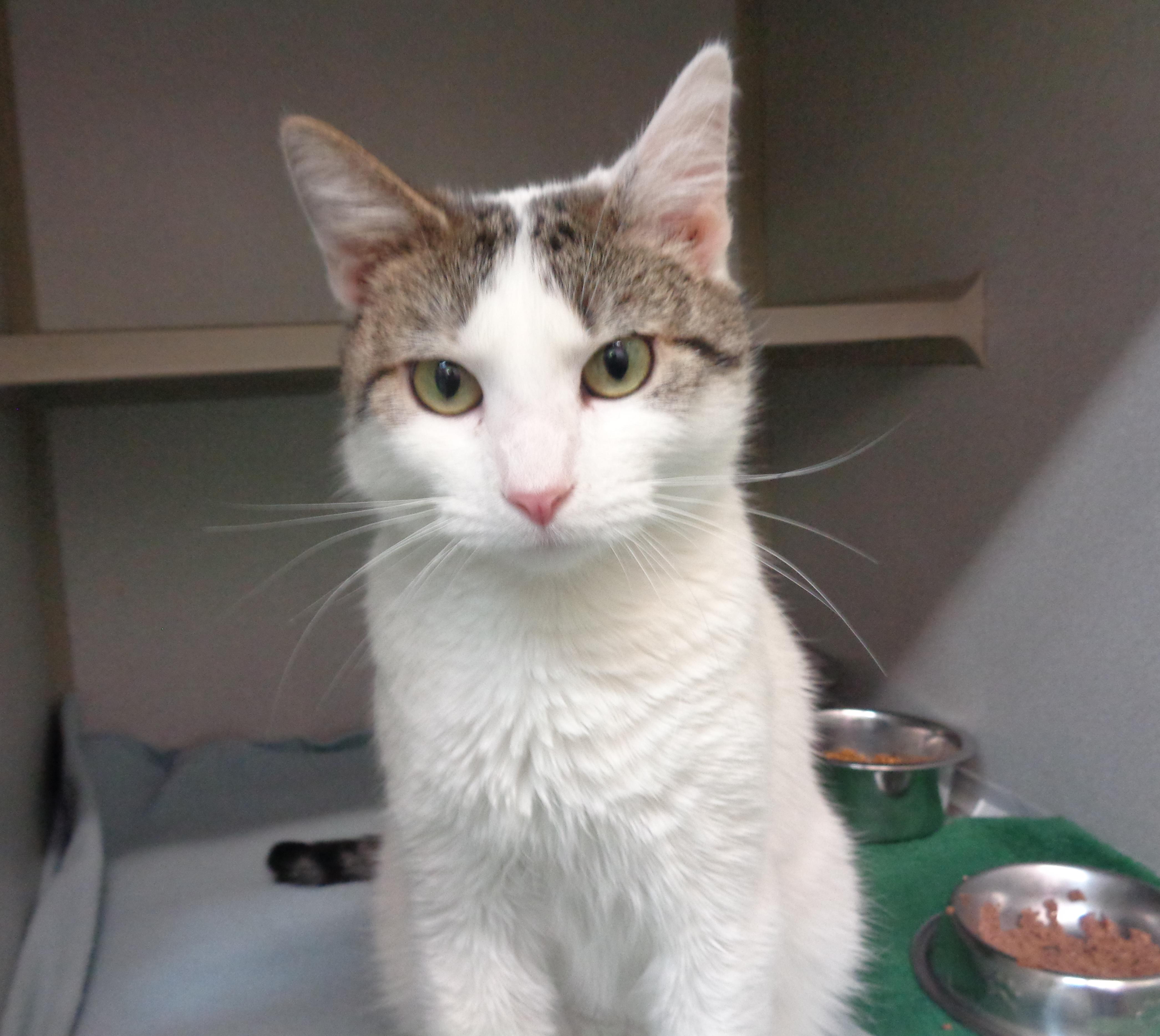 Enlarge IZZY, an adoptable Domestic Short Hair in Delhi, NY image 5/6