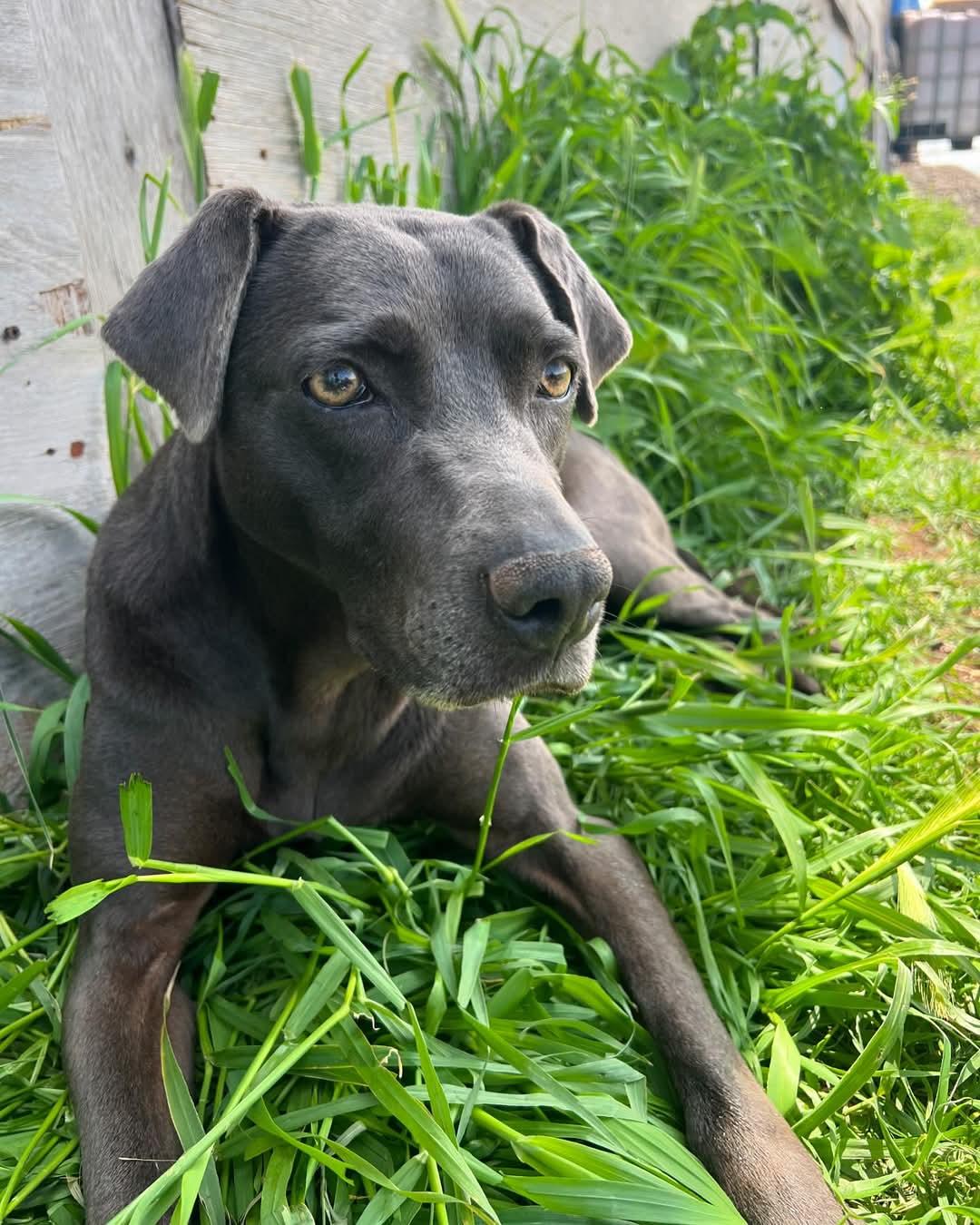 Grace, Adoptable, Adult Female Labrador Retriever & Weimaraner.