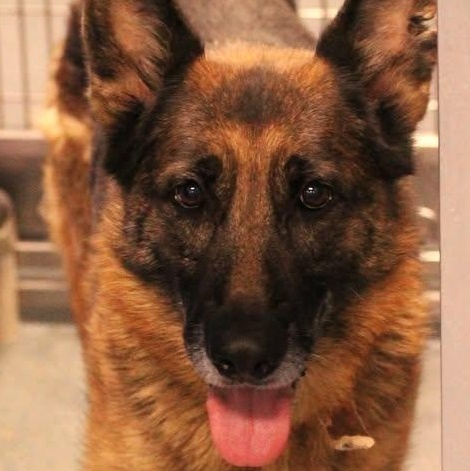 25-01208 SANSA, a Adoptable mixed breed in Fredericksburg, VA image 1/3