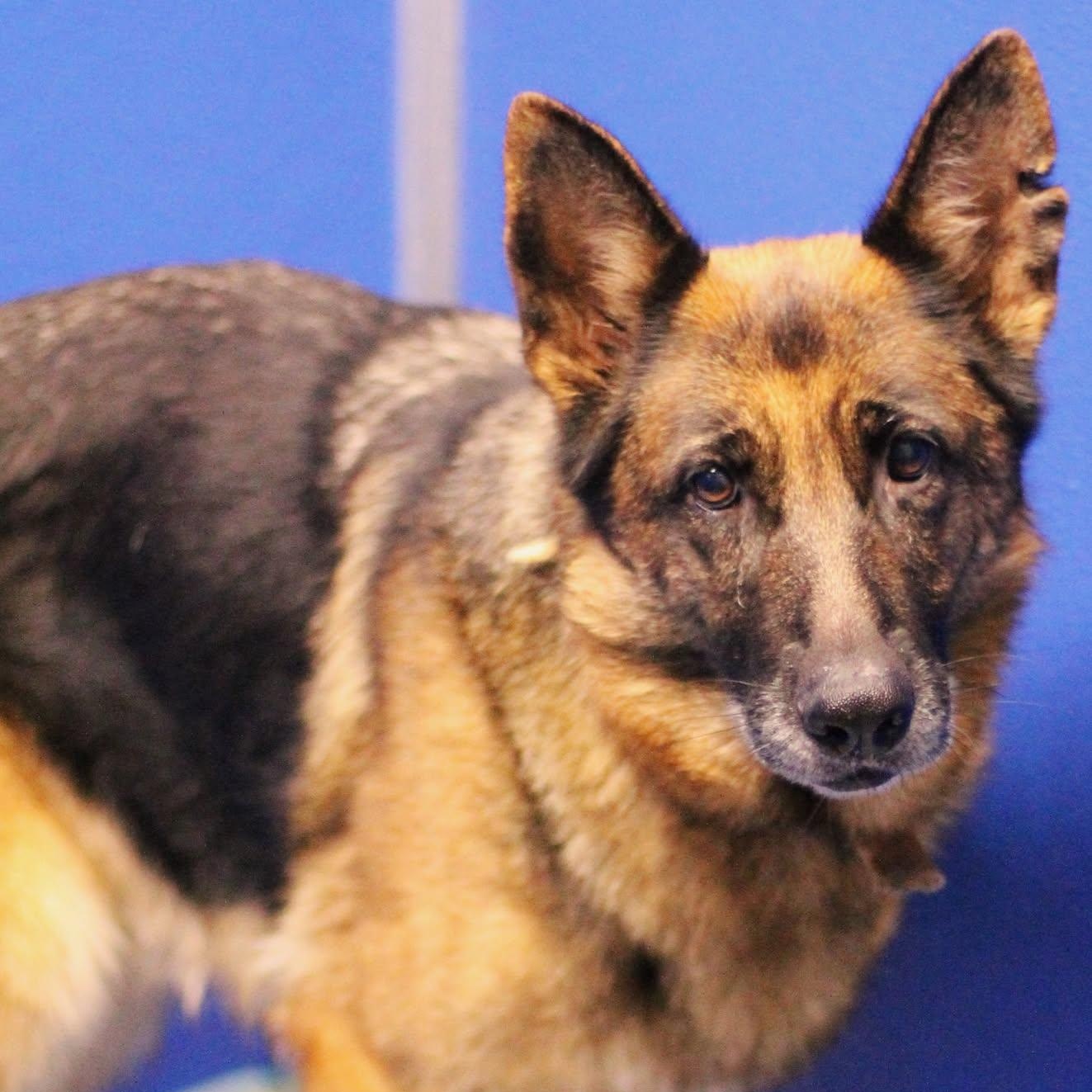 25-01208 SANSA, a Adoptable mixed breed in Fredericksburg, VA image 2/3