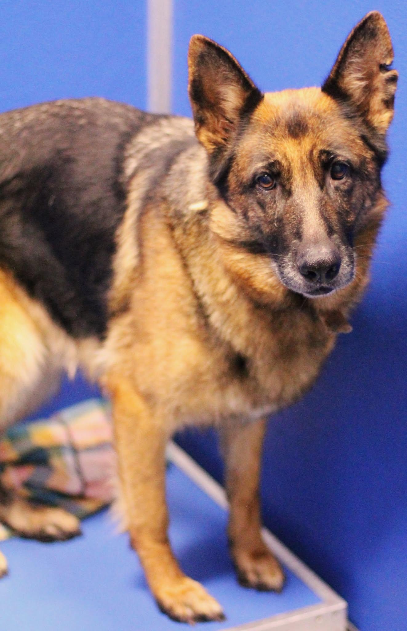 25-01208 SANSA, a Adoptable mixed breed in Fredericksburg, VA image 3/3