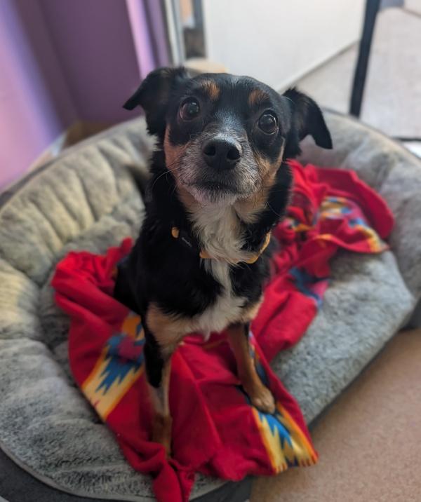 Enlarge Zippy, a Adoptable mixed breed in Santa Rosa, CA image 1/1