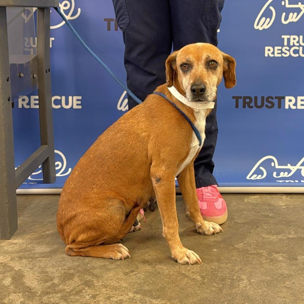 NORI, Adoptable, Adult Female Beagle.