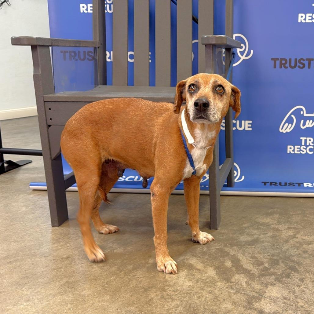 Enlarge NORI, a Adoptable mixed breed in Atco, NJ image 2/6