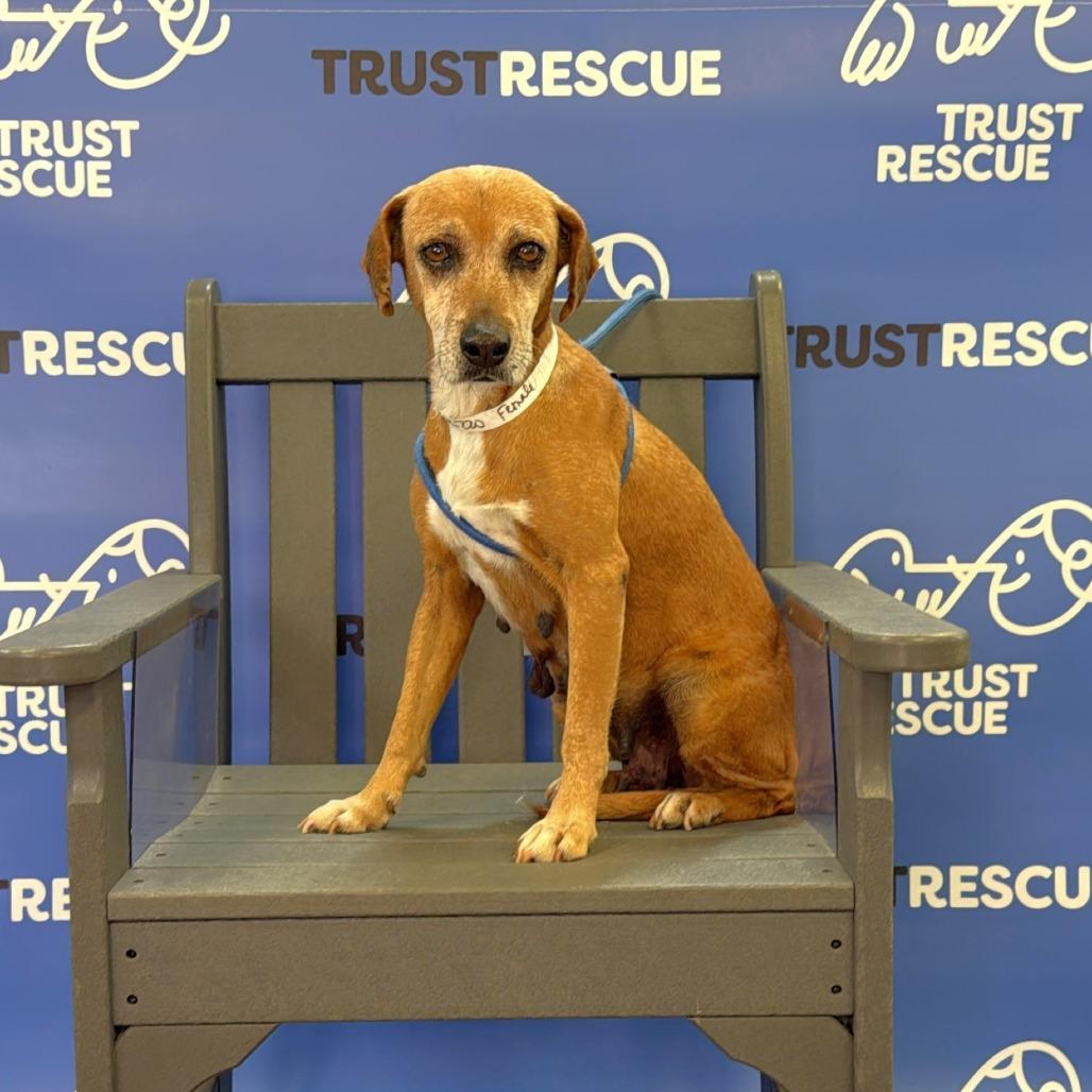 Enlarge NORI, a Adoptable mixed breed in Atco, NJ image 3/6