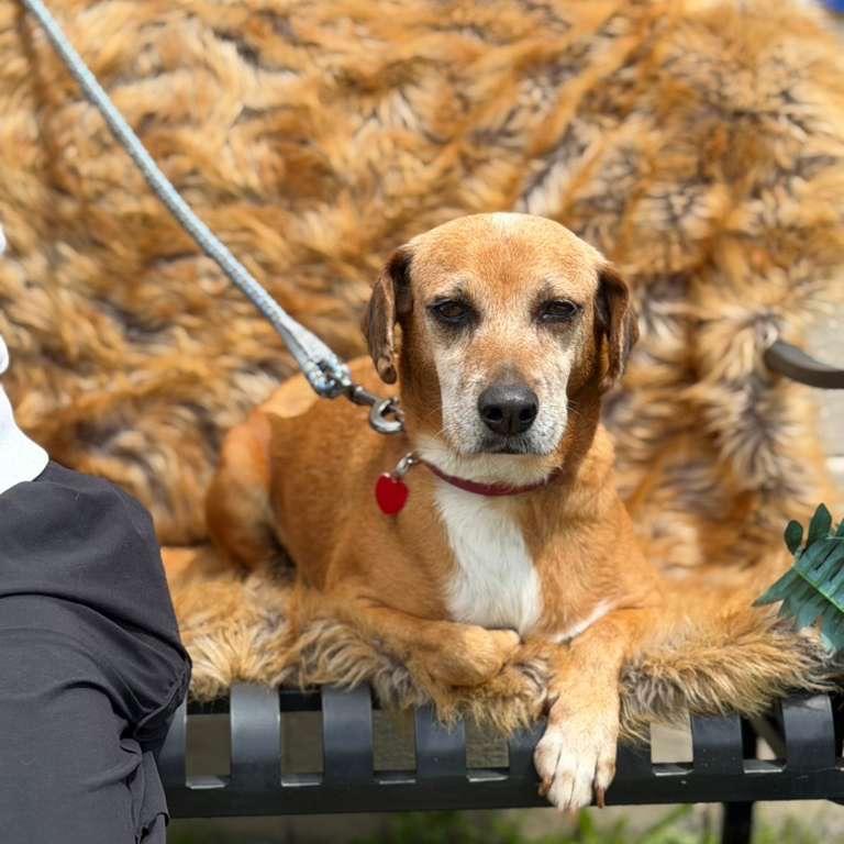 NORI, Adoptable, Senior Female Beagle & Mixed Breed.