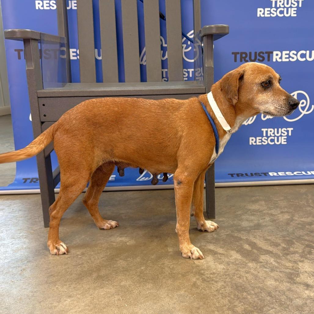 Enlarge NORI, a Adoptable mixed breed in Atco, NJ image 4/6