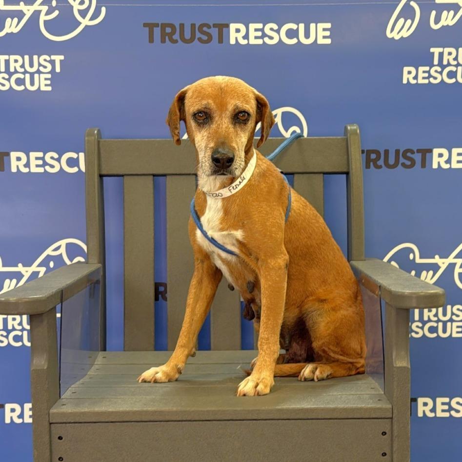 NORI, a Adoptable mixed breed in Berlin, NJ image 4/6
