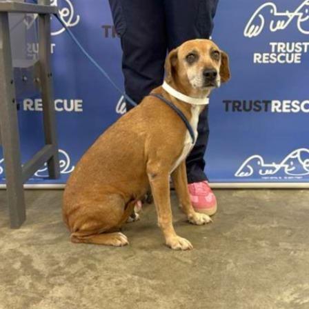 Enlarge NORI, a Adoptable mixed breed in Atco, NJ image 5/6