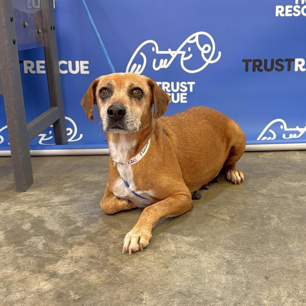 Enlarge NORI, a Adoptable mixed breed in Atco, NJ image 6/6