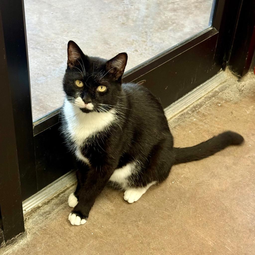 Puff Pastry, a Adoptable mixed breed in Cincinnati, OH image 1/5