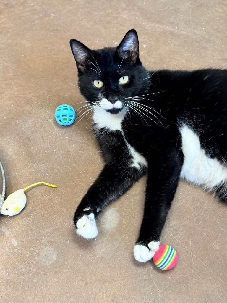 Puff Pastry, a Adoptable mixed breed in Cincinnati, OH image 2/5