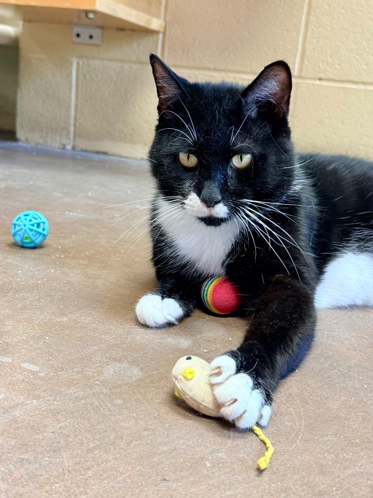 Puff Pastry, a Adoptable mixed breed in Cincinnati, OH image 3/5