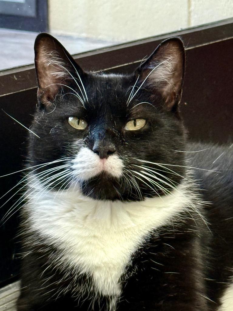 Puff Pastry, a Adoptable mixed breed in Cincinnati, OH image 4/5
