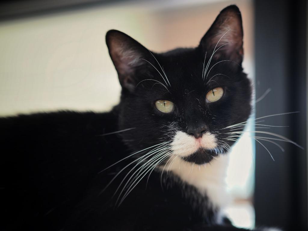 Puff Pastry, a Adoptable mixed breed in Cincinnati, OH image 5/5